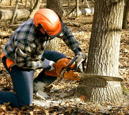 Tree Removal in Tustin, MI